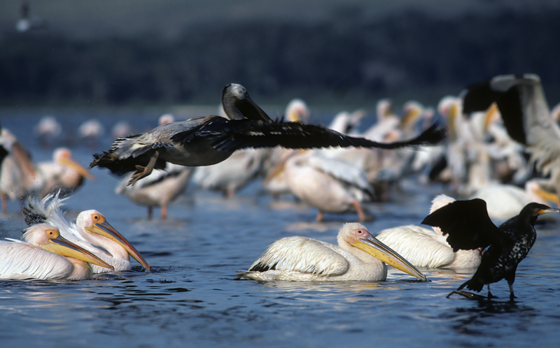 Great_White_Pelican_90_Kenya_005