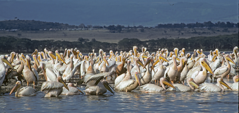 Great_White_Pelican_90_Kenya_007