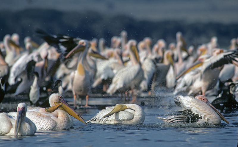 Great_White_Pelican_90_Kenya_008