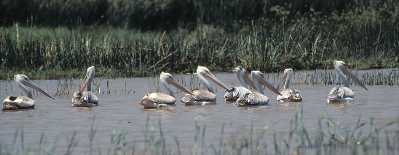 Great_White_Pelican_90_Kenya_009