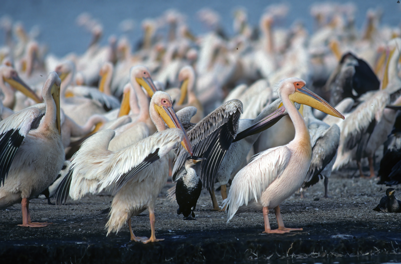 Great_White_Pelican_90_Kenya_010