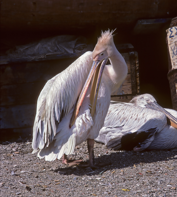 Great_White_Pelican_xx_Greece_001