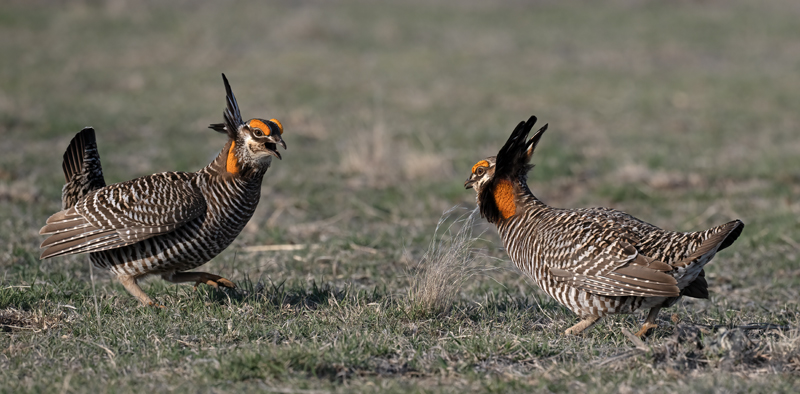 Greater_Prairie-Chicken_24_KA_L_062