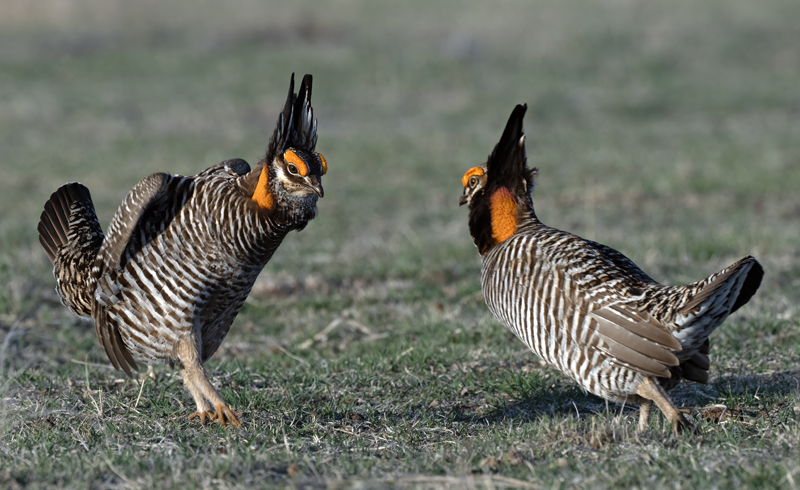 Greater_Prairie-Chicken_24_KA_L_165