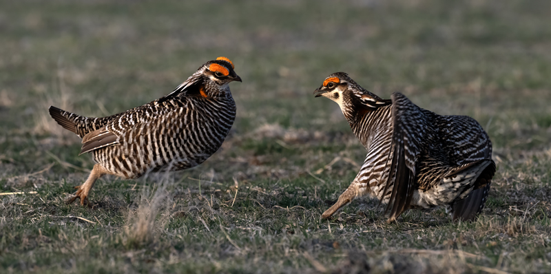 Greater_Prairie-Chicken_24_KA_L_238