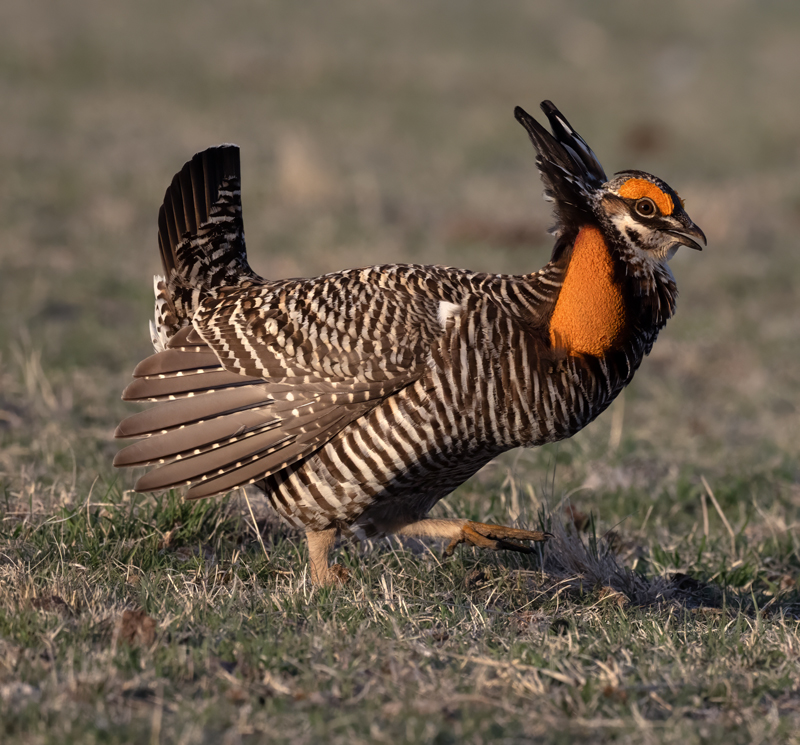 Greater_Prairie-Chicken_24_KA_L_254