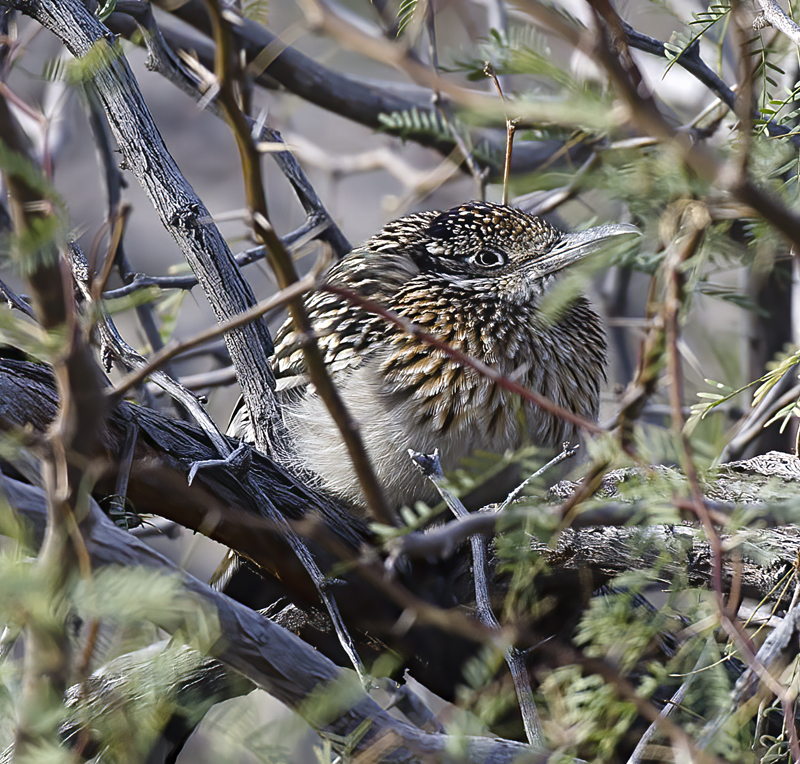 Greater_Roadrunner_14_CA_003