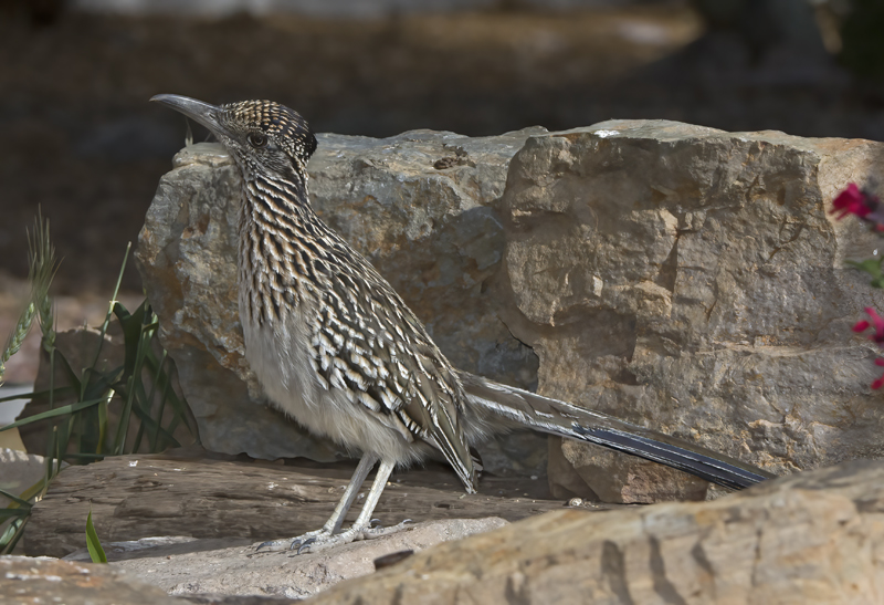 Greater_Roadrunner_15_AZ_027