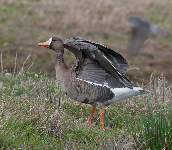 Greater_White_fronted_Goose_10_FL_012