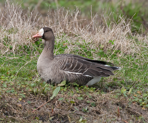 Greater_White_fronted_Goose_10_FL_018
