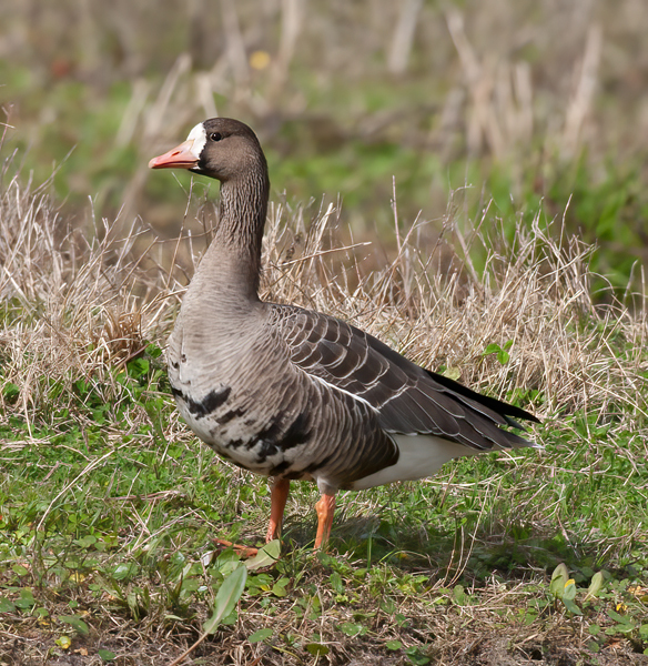 Greater_White_fronted_Goose_10_FL_032