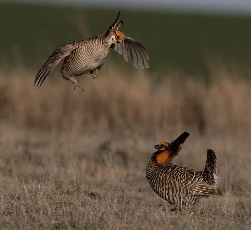 Greater_and_Lesser_Prairie-Chicken_24_KA_C_682