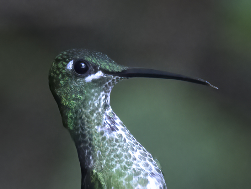 Green-crowned_Brilliant_18_Ecuador_002