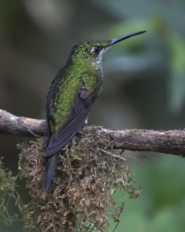 Green-crowned_Brilliant_18_Ecuador_073