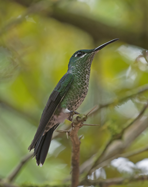 Green-crowned_Brilliant_Hummingbird_18_Costa_Rica_015