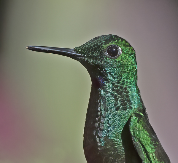 Green-crowned_Brilliant_Hummingbird_18_Costa_Rica_028
