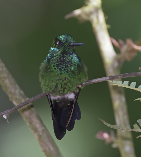 Green-crowned_Brilliant_Hummingbird_18_Costa_Rica_031