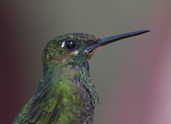 Green-crowned_Brilliant_Hummingbird_18_Costa_Rica_036