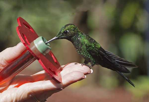 Green-crowned_Brilliant_Hummingbird_18_Costa_Rica_052