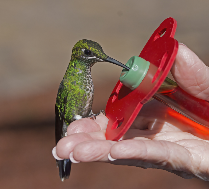 Green-crowned_Brilliant_Hummingbird_18_Costa_Rica_058