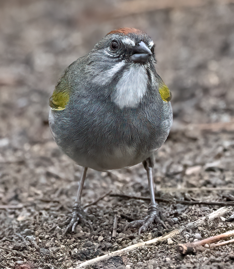 Green-tailed_Towhee_23_OR_L_500
