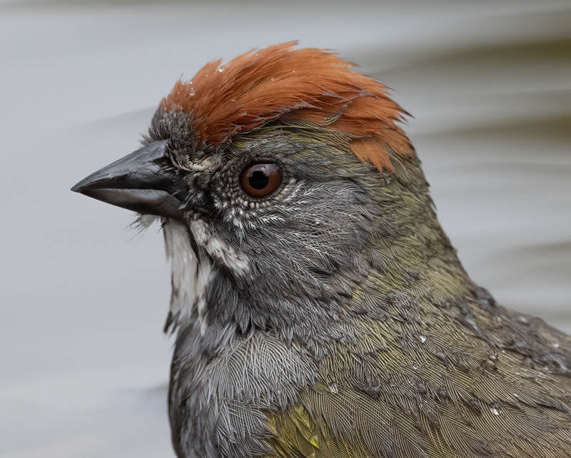 Green-tailed_Towhee_23_OR_L_533