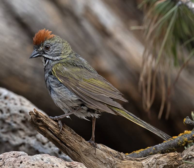 Green-tailed_Towhee_23_OR_L_554