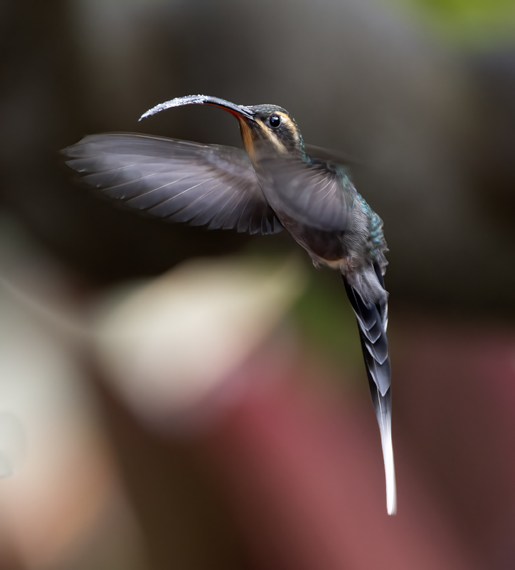 Green_Hermit_18_Costa_Rica_002