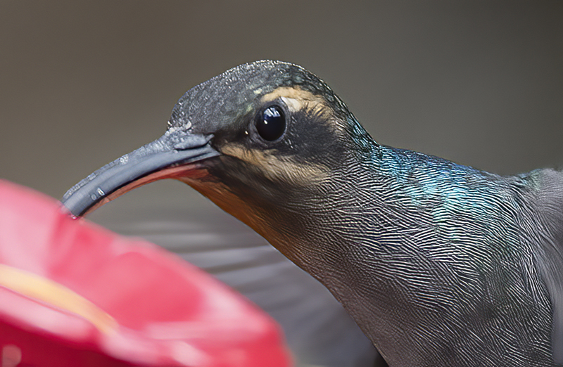 Green_Hermit_18_Costa_Rica_007