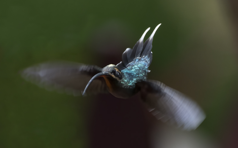 Green_Hermit_18_Costa_Rica_011