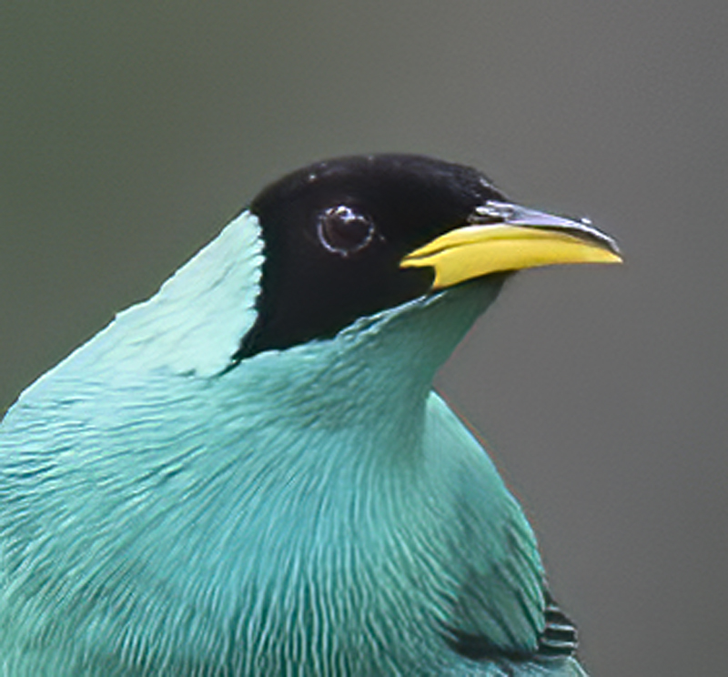 Green_Honeycreeper_18_Ecuador_005