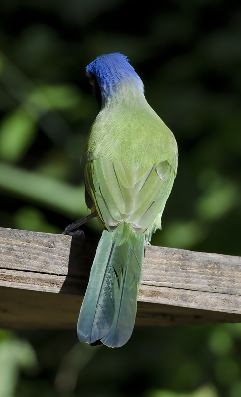 Green_Jay_12_TX_033