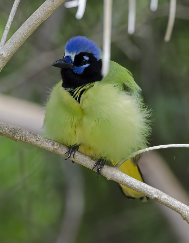 Green_Jay_12_TX_078