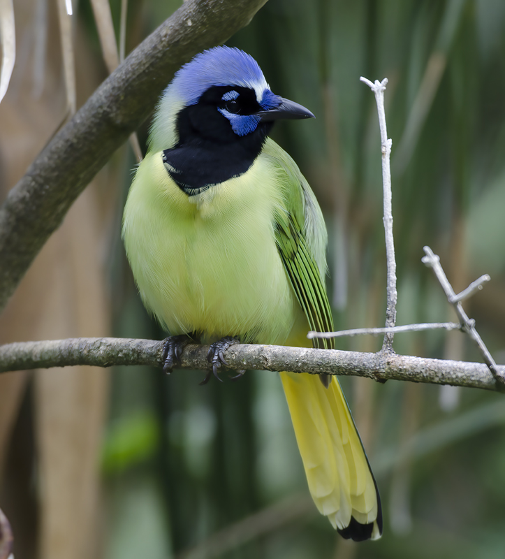 Green_Jay_12_TX_087