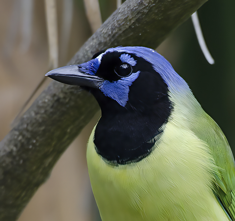Green_Jay_12_TX_091