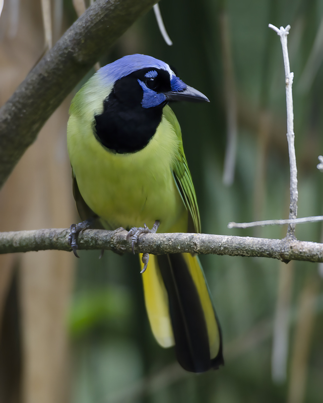 Green_Jay_12_TX_093