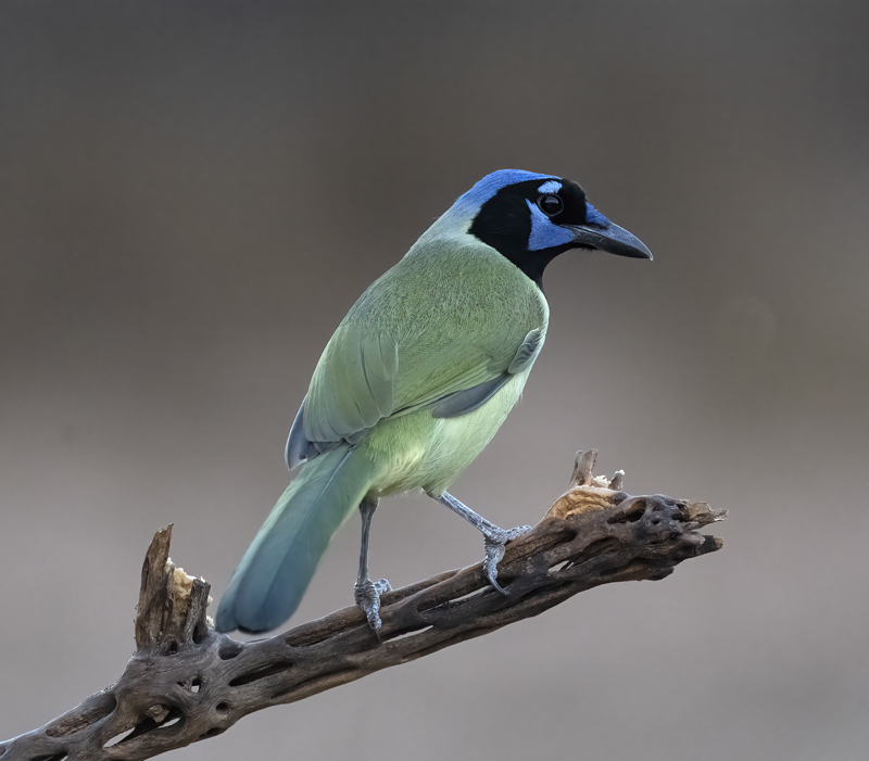 Green_Jay_22_TX_059