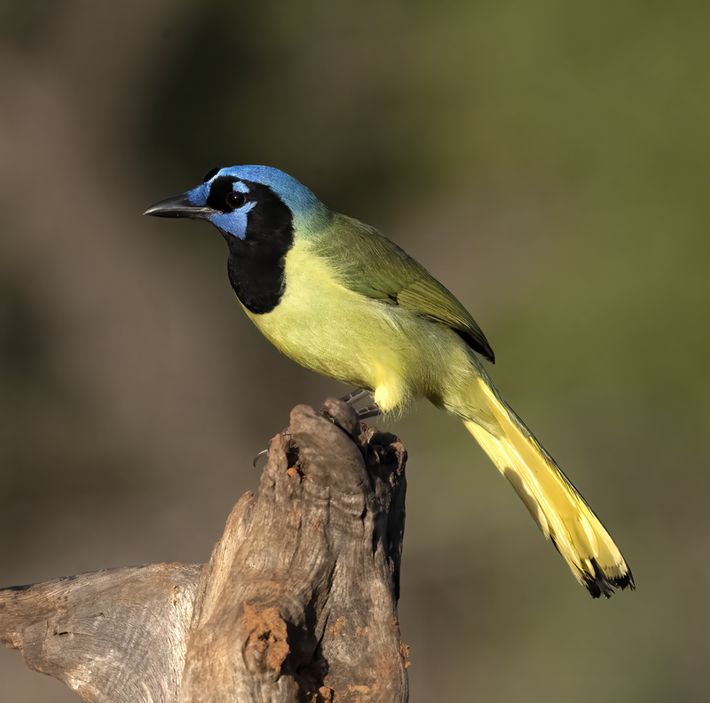 Green_Jay_22_TX_074