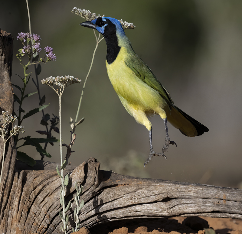 Green_Jay_22_TX_096