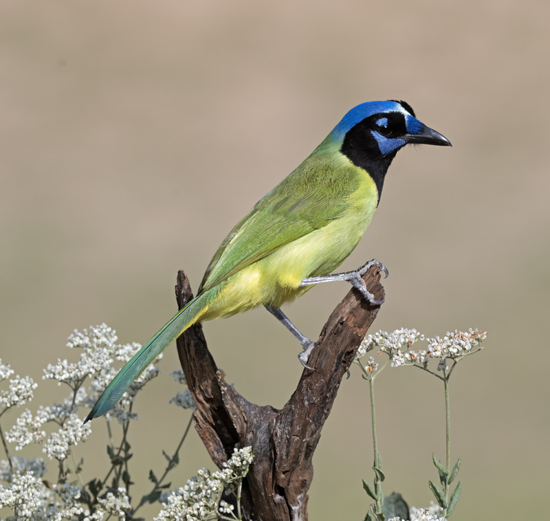 Green_Jay_24_TX_C_507