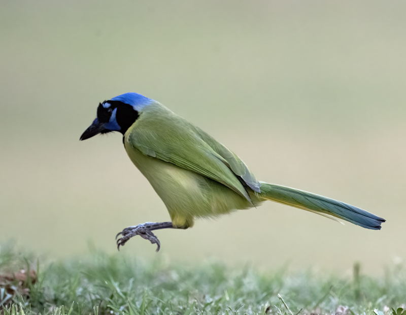 Green_Jay_24_TX_C_514