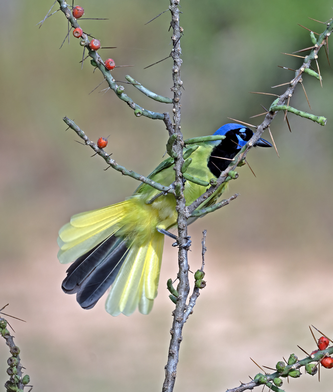 Green_Jay_24_TX_L_024