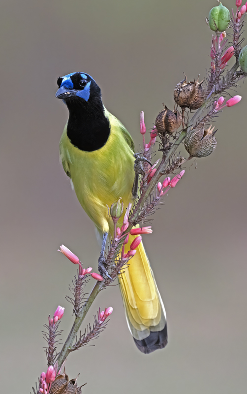 Green_Jay_24_TX_L_029