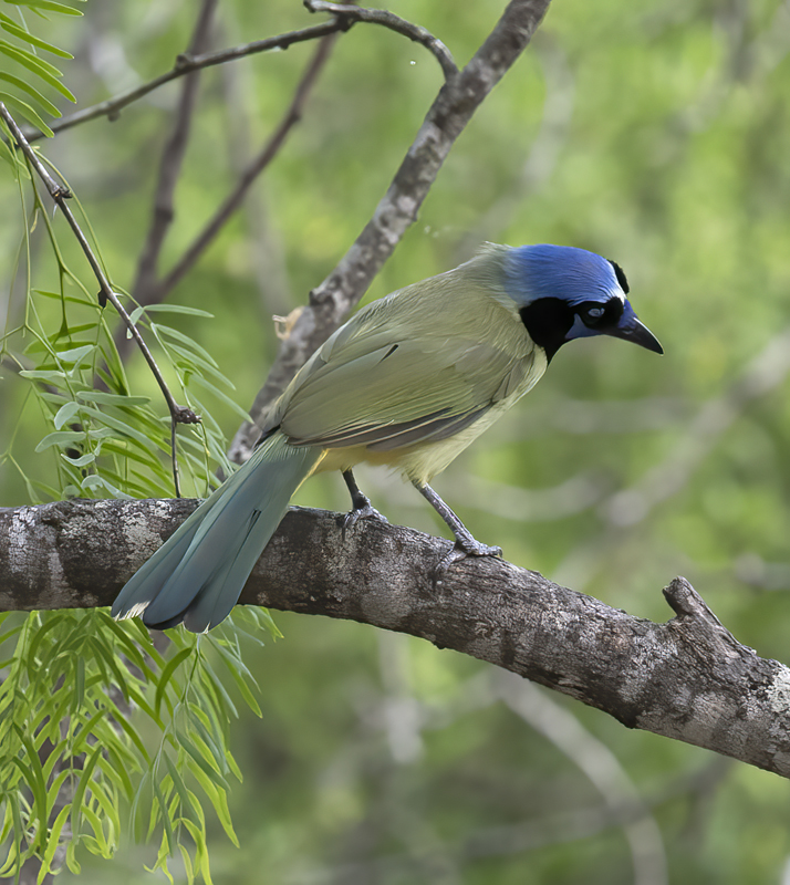 Green_Jay_TX_18_048