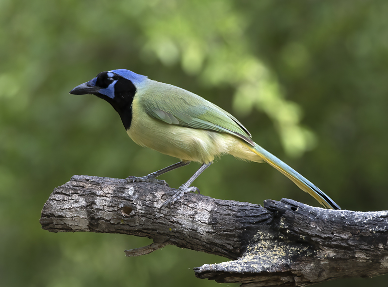Green_Jay_TX_18_059