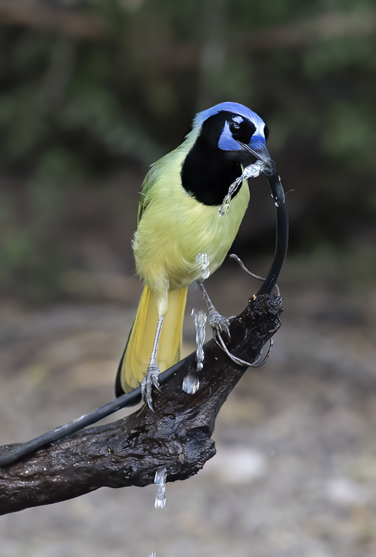 Green_Jay_TX_18_060