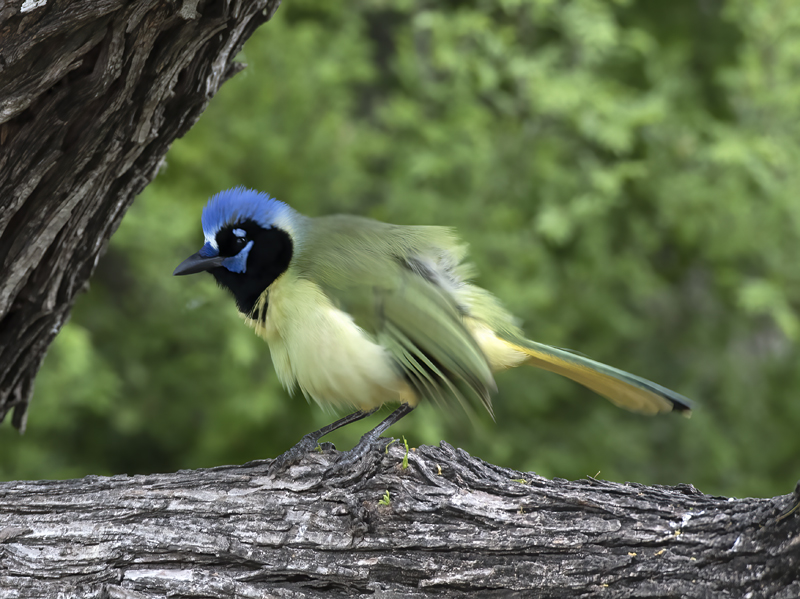 Green_Jay_TX_18_070