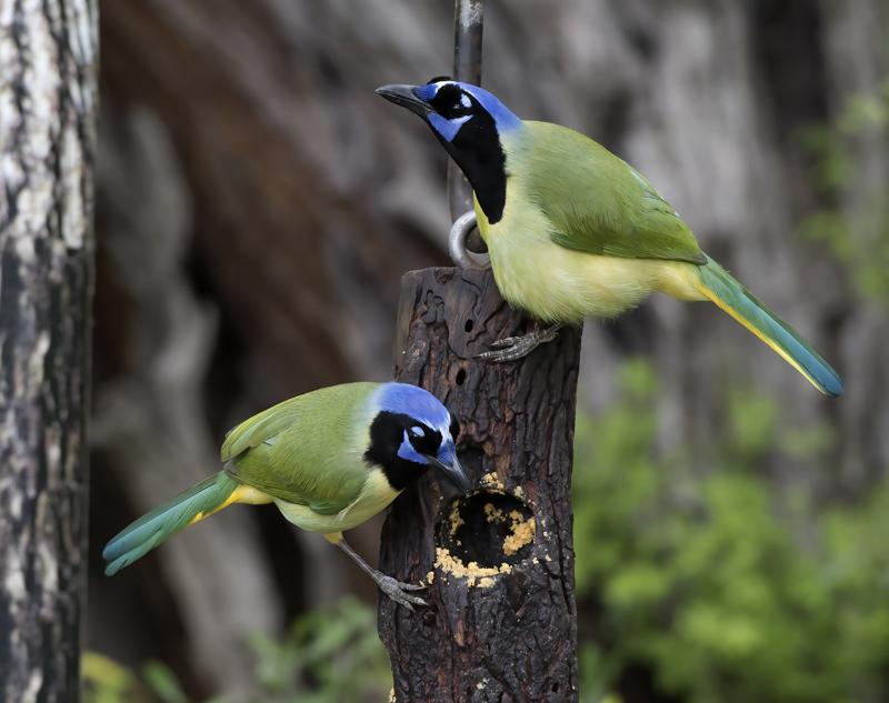 Green_Jay_TX_18_072
