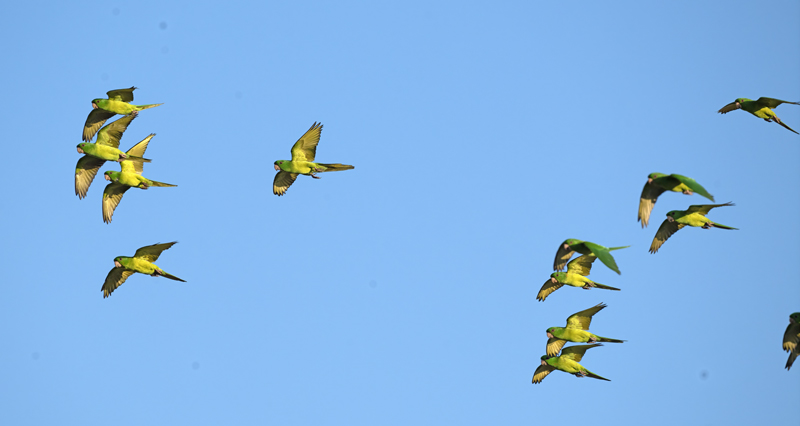 Green_Parakeet_24_TX_C_506