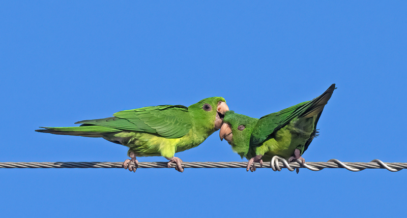 Green_Parakeet_24_TX_L_030